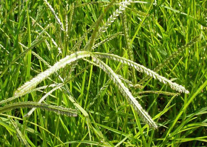 100% Natural Pure Paragis (Goose Grass) Powder - Organic Non-GMO 150g